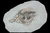 Large, Actinocrinites Crinoid With Starfish - Crawfordsville, Indiana #87984-1